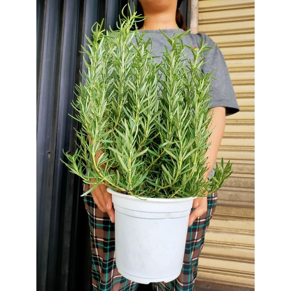 CÂY GIA VỊ HƯƠNG THẢO (ROSEMARY) BỤI LỚN THÂN GIÀ, THƠM NGÁT