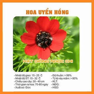 Hạt giống hoa uyển hồng - 100 hạt