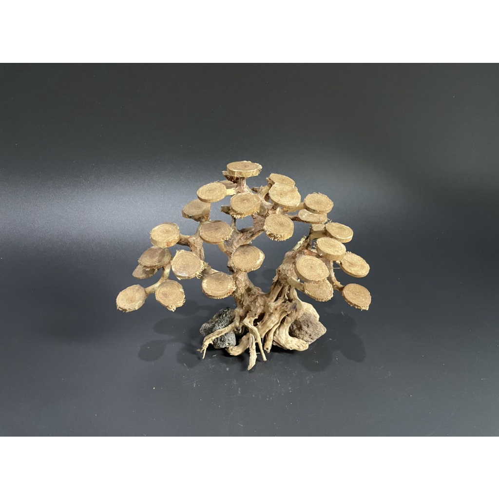 Lũa Bonsai, Lũa thủy sinh tán dĩa dùng trang trí hồ cá cảnh, hồ thủy sinh, văn phòng, nhà cửa