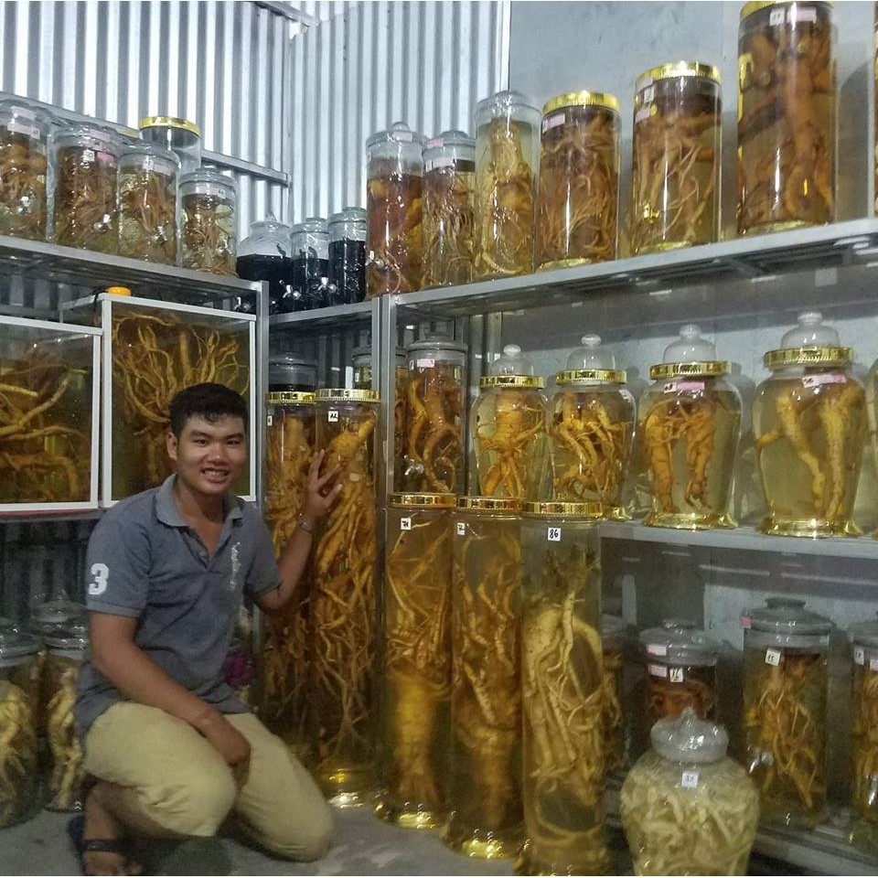 Rể đinh lăng nguyên củ tươi 1 củ 1kg đến 1.3kg
