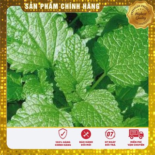 Hạt giống bạc hà thơm Âu