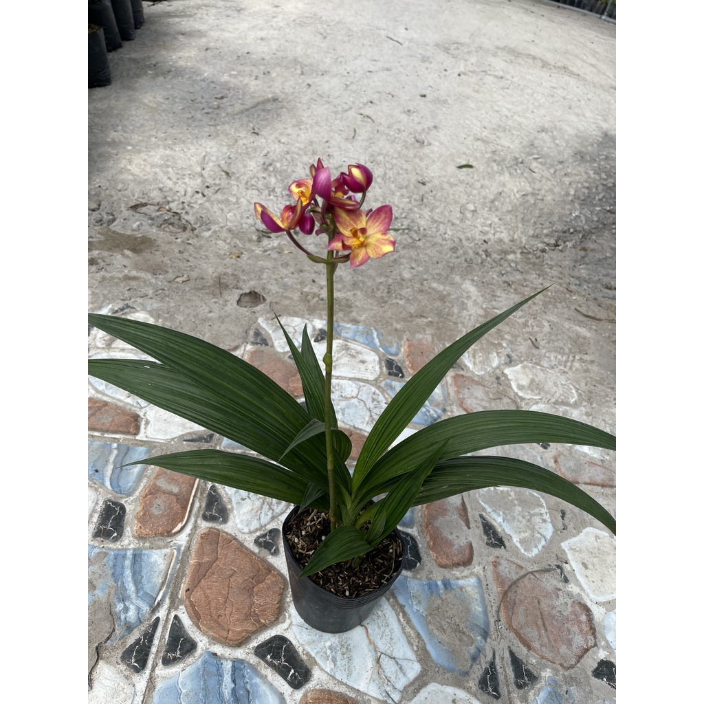 Lan chu đỉnh màu mới