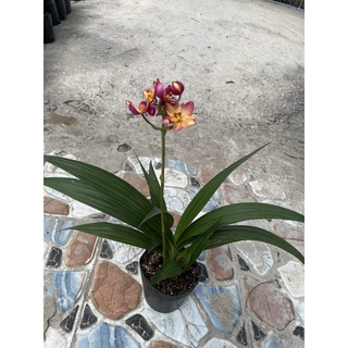 Chậu địa lan chu đỉnh màu mới