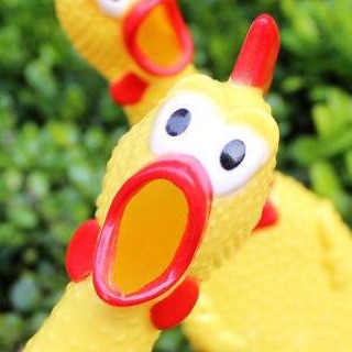 Gà bóp kêu Shrilling Chicken size lớn