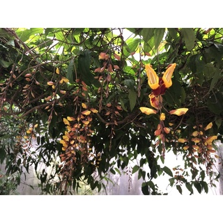 MÓNG CỌP VÀNG - HOA ĐẸP, ĐỘC, LẠ