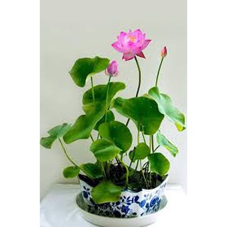 HẠT GIỐNG SEN NHẬT MINI GÓI 5 HẠT