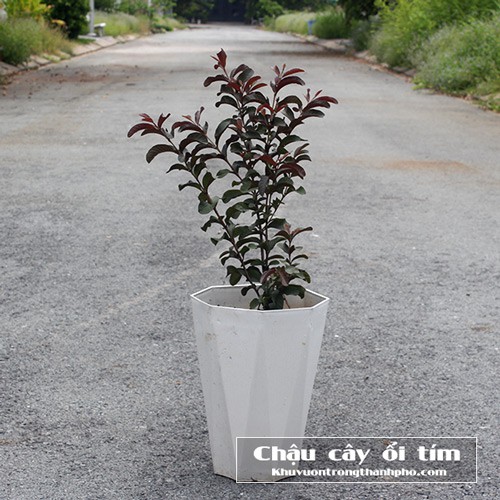 Chậu nhựa tám cạnh trồng cây cảnh, cây ăn trái kích thước 33x41cm