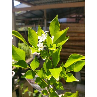 Cây Nguyệt Quế thơm