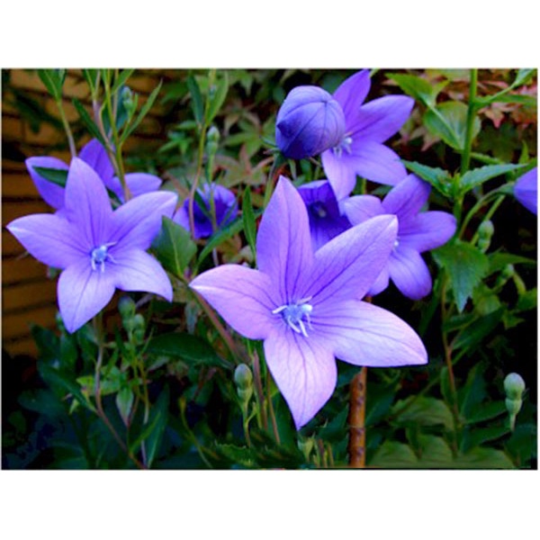 Shop 1K - Hạt Giống Hoa cát cánh xanh blue 100 Hạt/ Gói - Tặng kèm hạt hướng dương lùn + thuốc kích mầm rễ nhanh