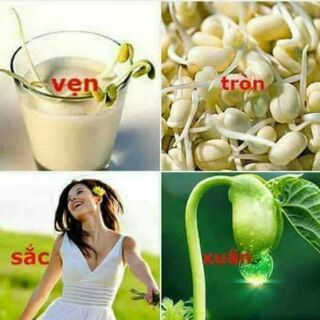 Mầm đậu nành