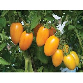 Hạt giống cà chua nova mỹ gói 30 hạt siêu quả