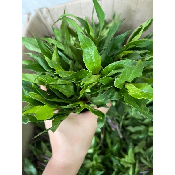 RAU LỦI (RAU RỪNG) GIA LAI - ĐẶC SẢN TÂY NGUYÊN