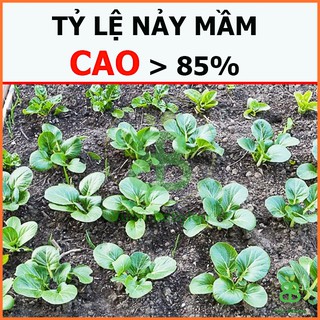 Hạt Giống Cải Hoa Hồng Rạng Đông, Dễ Trồng, Năng Suất Cao, Trồng quanh năm, tỉ lệ nảy mầm cao Vuonbabylon - Gói 5G