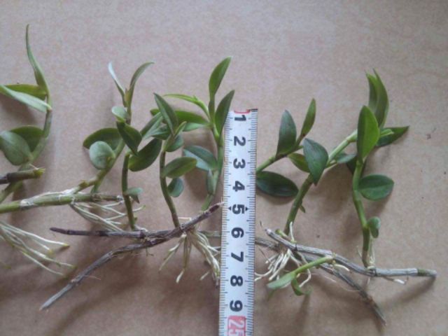 Hạc vĩ thiên cung