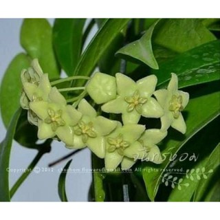 Cẩm cù hoa xanh cốm