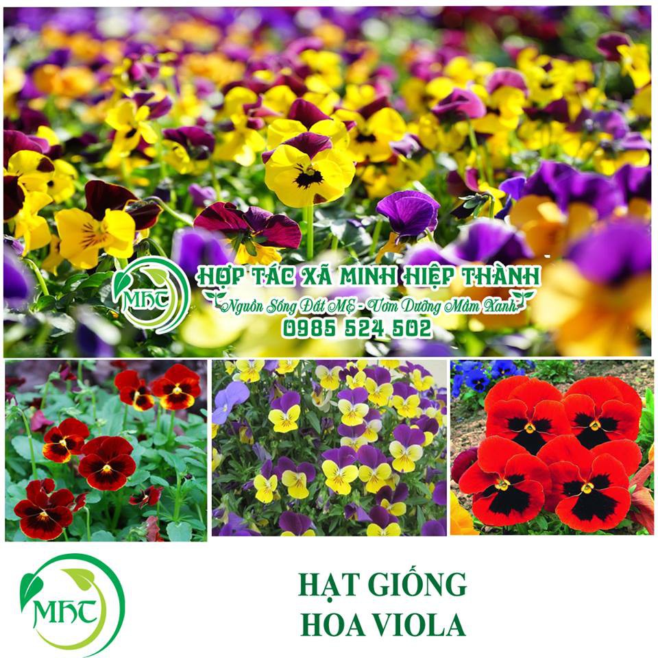 Hạt giống hoa VIOLA