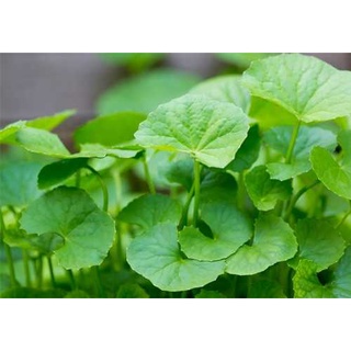 #Hạt_Giống_Rau_Má_Lá_To