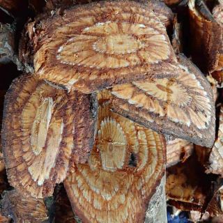 1kg Dây gắm trị bệnh Gout và xương khớp