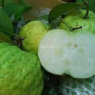 Cây ổi nữ hoàng