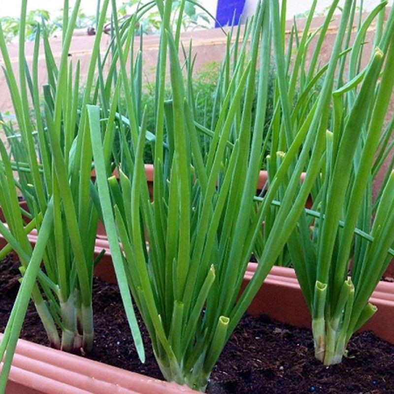 Hạt giống hành lá (1gr)