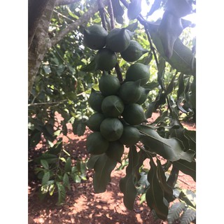 5kg hạt maca tươi