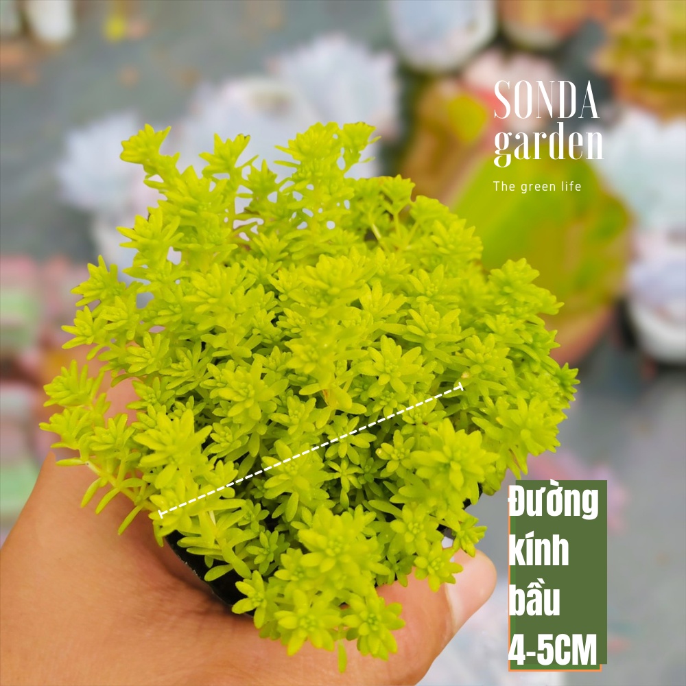 Sen đá cỏ sedum vàng SONDA GARDEN size bé 4-5cm, xuất xứ Đà Lạt, khoẻ đẹp, lỗi 1 đổi 1