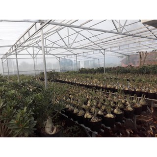 - 1kg túi bầu ươm cây các size nhập.