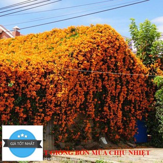 Hạt giống Cây dây leo - hoa leo Chùm ớt, Dây Rạng đông chống nóng hè 10 hạt tuyệt đẹp