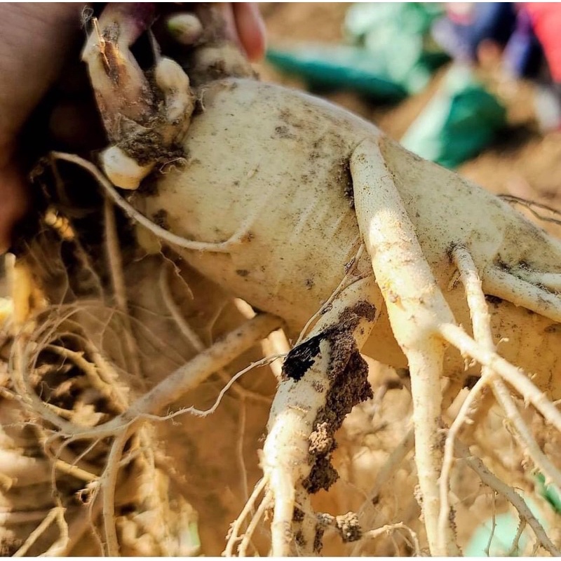 Sâm tươi, hầm gà, ngâm lẩu big size