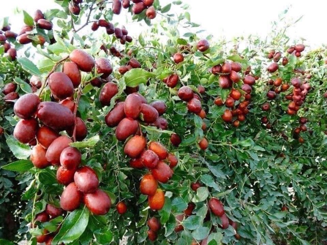 Cây giống hồng táo Shuimen