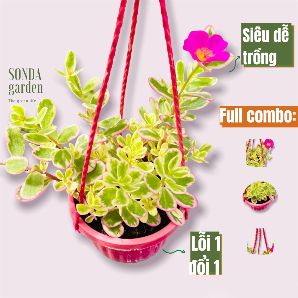 Sen đá cỏ sam SONDA GARDEN trồng chậu treo đường kính 9cm, cây cảnh trang trí nhà cửa, lỗi 1 đổi 1