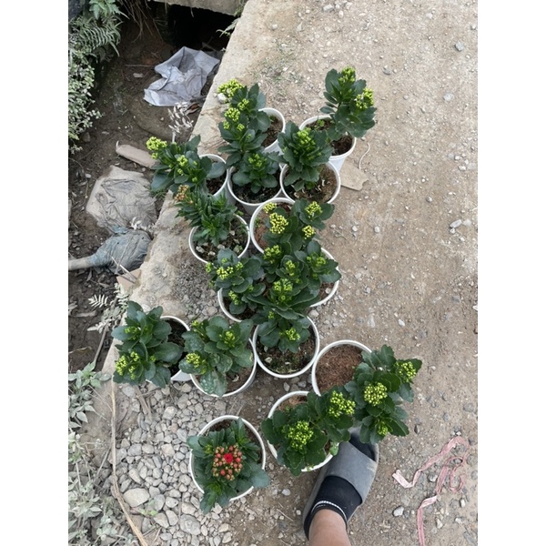 Cây hoa sống đời kép