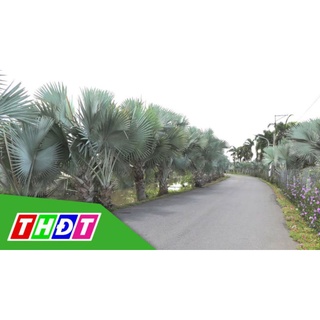 Cây 🌲 Kè Bạc