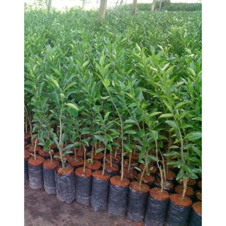 Cây Giống Quýt Đường siêu trái