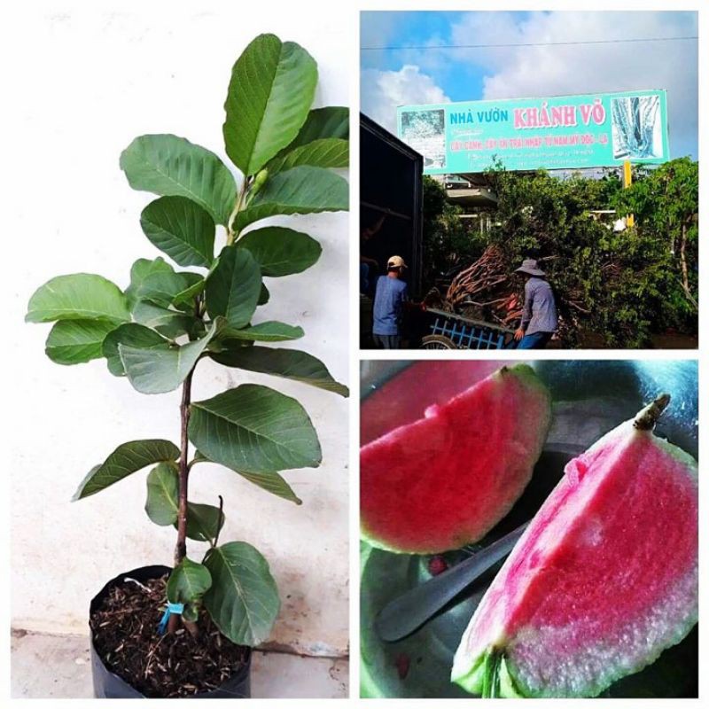 CÂY ỔI RUBY RUỘT ĐỎ (không hạt)