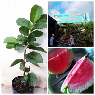 CÂY ỔI RUBY RUỘT ĐỎ (không hạt)