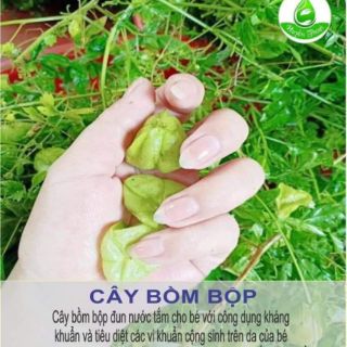 Nước Tắm Thảo Dược