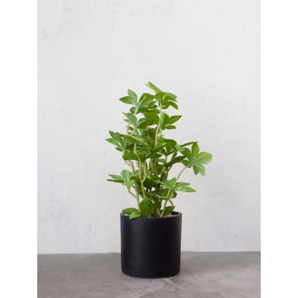 Chậu cây thạch nam giả để bàn - 25cm - Jassi Decor