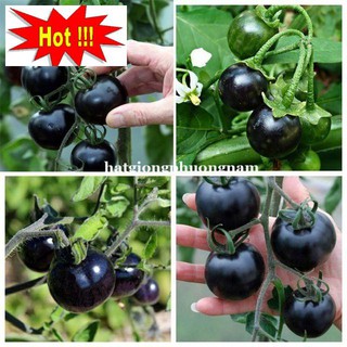 Hạt giống cà chua bi đen 30 hạt