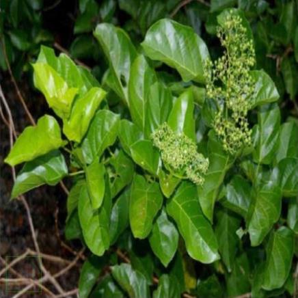 CÂY LÁ GAN KHÔ 1KG