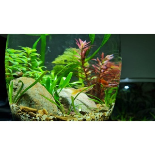 COMBO setup Bể cá thủy sinh mini để bàn