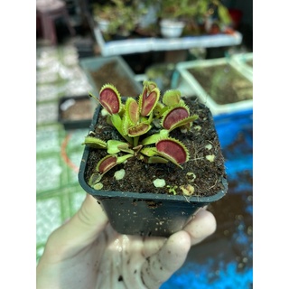 cây bắt mồi,cây bẫy kẹp venus flytrap ( mua 3 tặng 1 pack hạt nắp ấm)