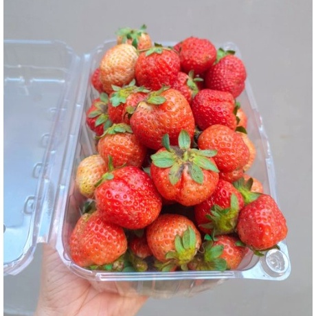 Hạt giống Dâu tây Mỹ đá chịu nhiệt Bốn Mùa 50 Hạt