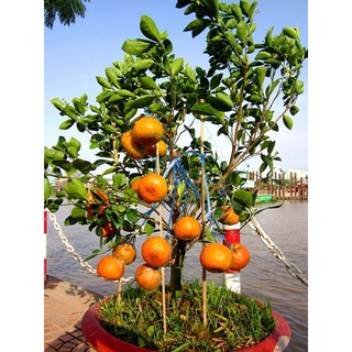 Cây quýt hồng Lai Vung(cây giống chiết cành)