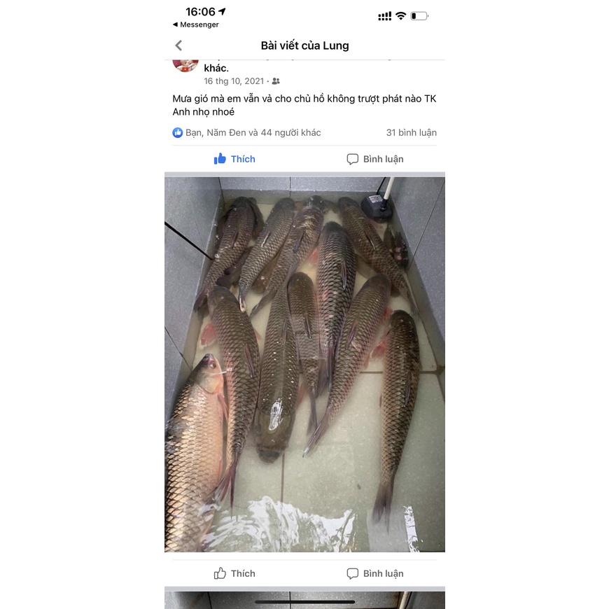 Mồi câu trắm trắng 5 Đen