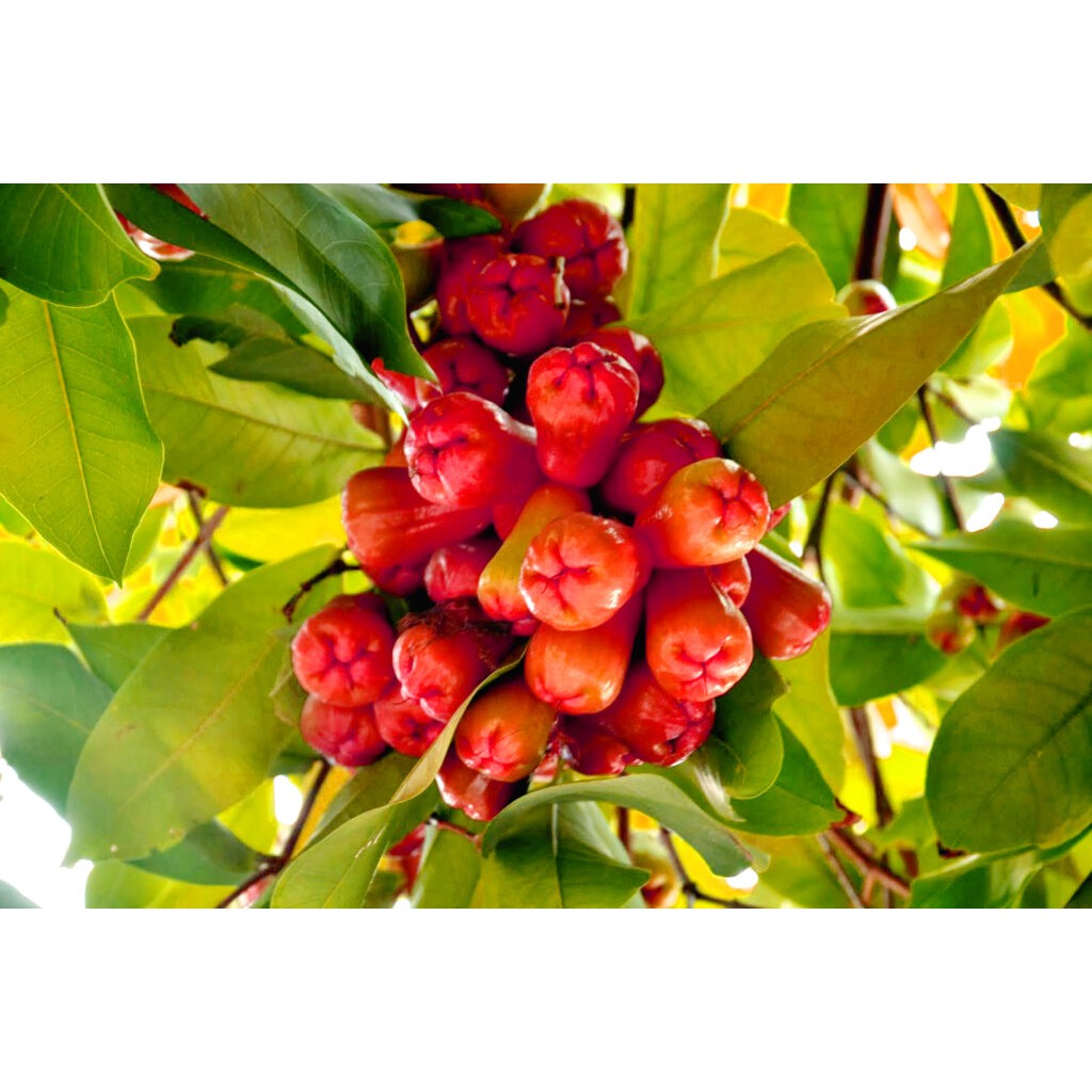 Phân bón Maxflower Siêu Kích Bông Mận chai 1 lít_Dai cuốn , mập bông, ra hoa đồng đều