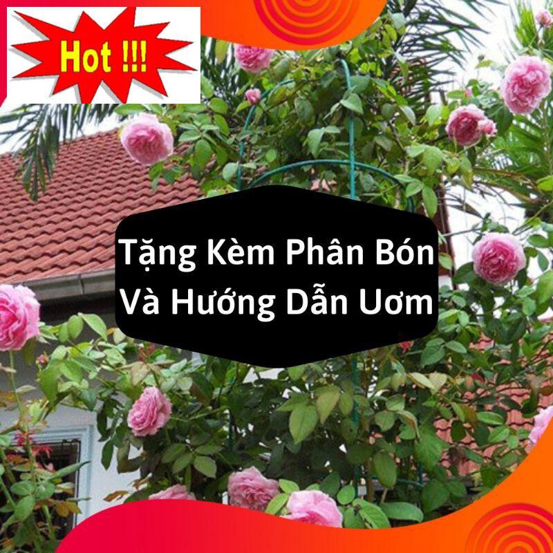 Gói Hạt Giống Hoa Hồng Leo Pháp Mix - Tặng Kèm Kích Mần và hướng dẫn gieo Gói 20 Hạt Giống Hoa Hồng Leo