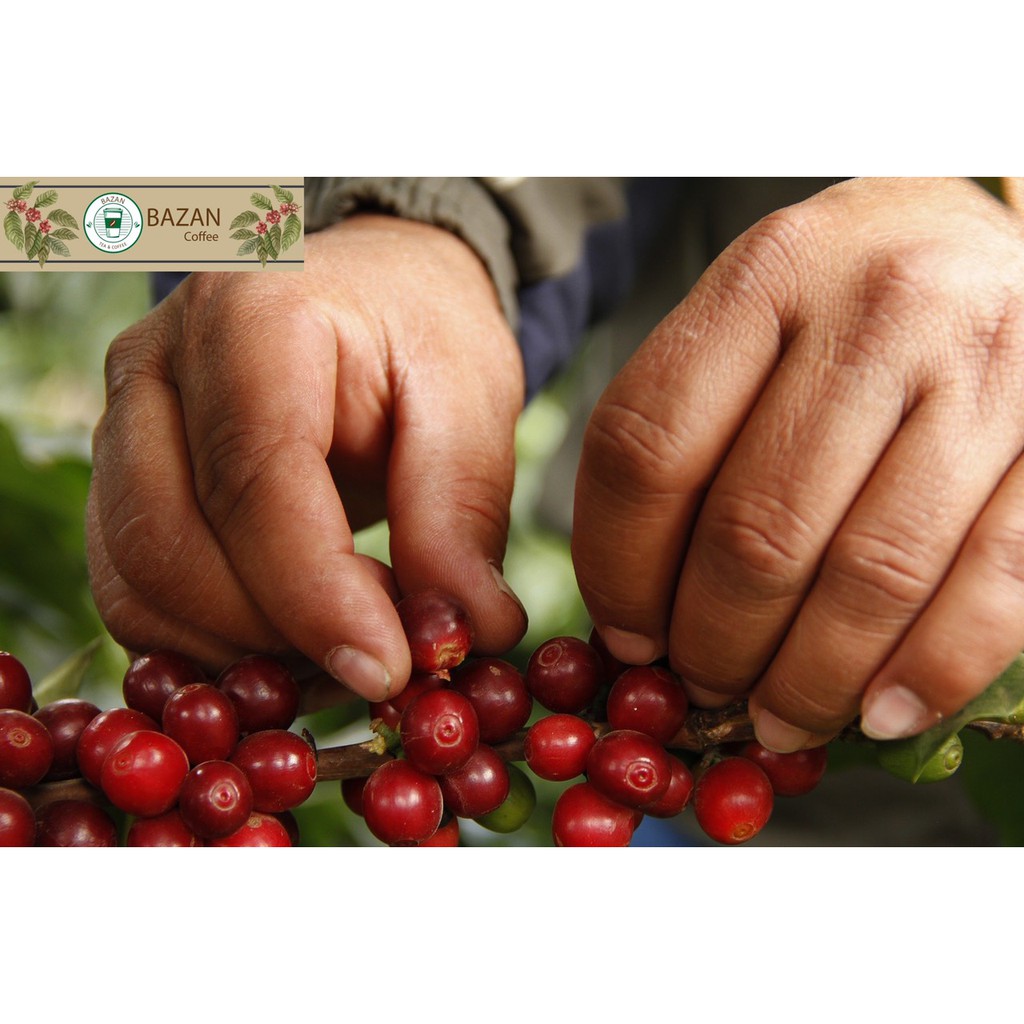 Cà Phê Rang Xay Nguyên Chất Dòng Mix | BigBuy360 - bigbuy360.vn