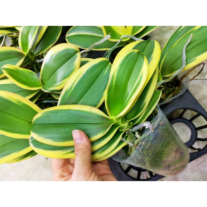 Hồ điệp lá biên phát tài