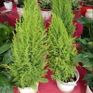 Cây tùng thơm ,đuổi muỗi .